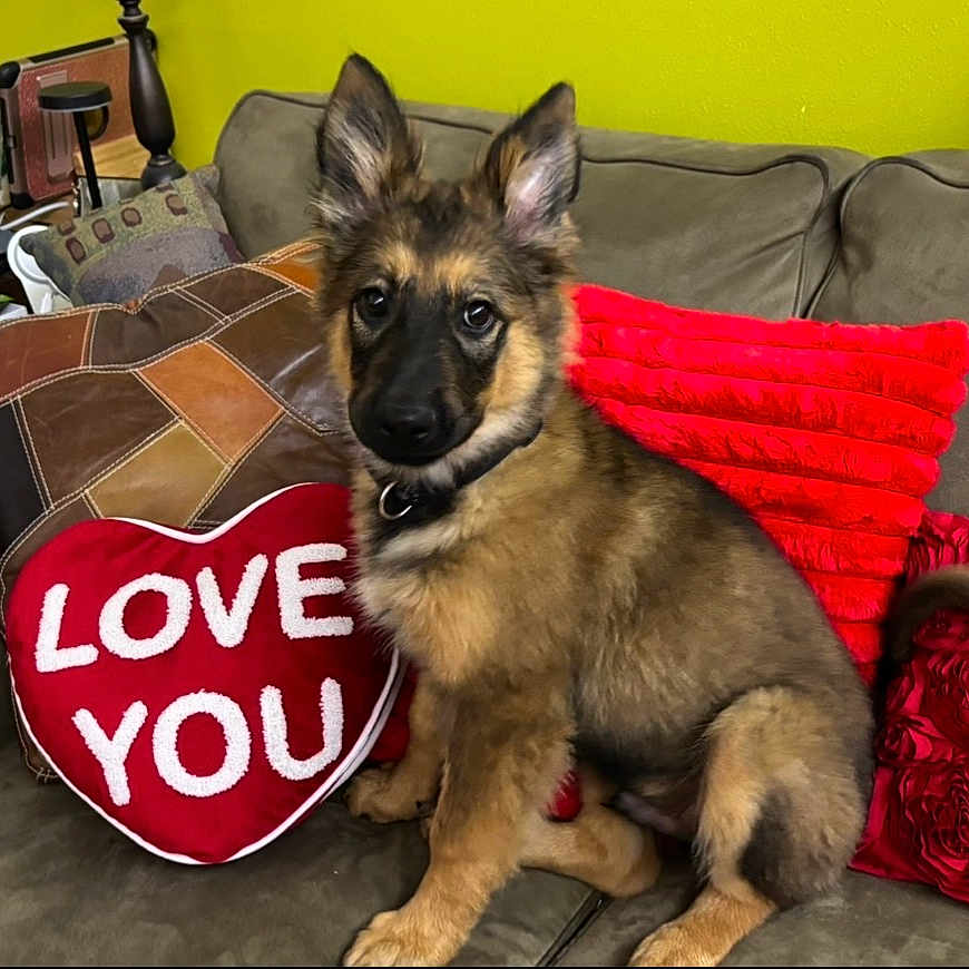River is registered to the contest to win money with this photo: dog, puppy, german_shepherd, pet, animal, sitting, couch, sofa, pillow, heart_shaped_pillow, love_you, red, green_wall, indoors, living_room, portrait, fluffy, ears, collar, cute