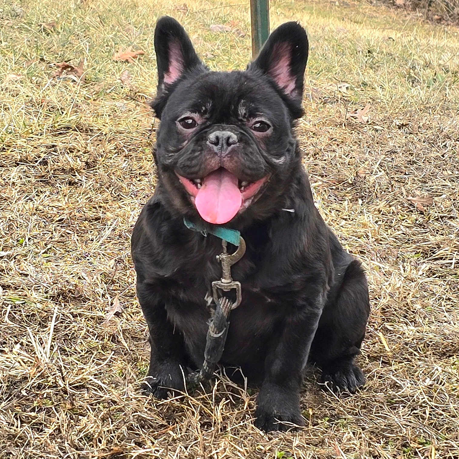 Patsy