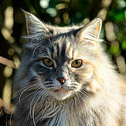 Buddy participe au concours pour gagner de l'argent avec cette photo : cat, fluffy, portrait, animal, feline, outdoor, nature, whiskers, ears, eyes, fur, closeup, mammal, pet, wildlife, sunlight, soft, majestic, focus, background_blur