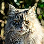cat, fluffy, portrait, animal, feline, outdoor, nature, whiskers, ears, eyes, fur, closeup, mammal, pet, wildlife, sunlight, soft, majestic, focus, background_blur