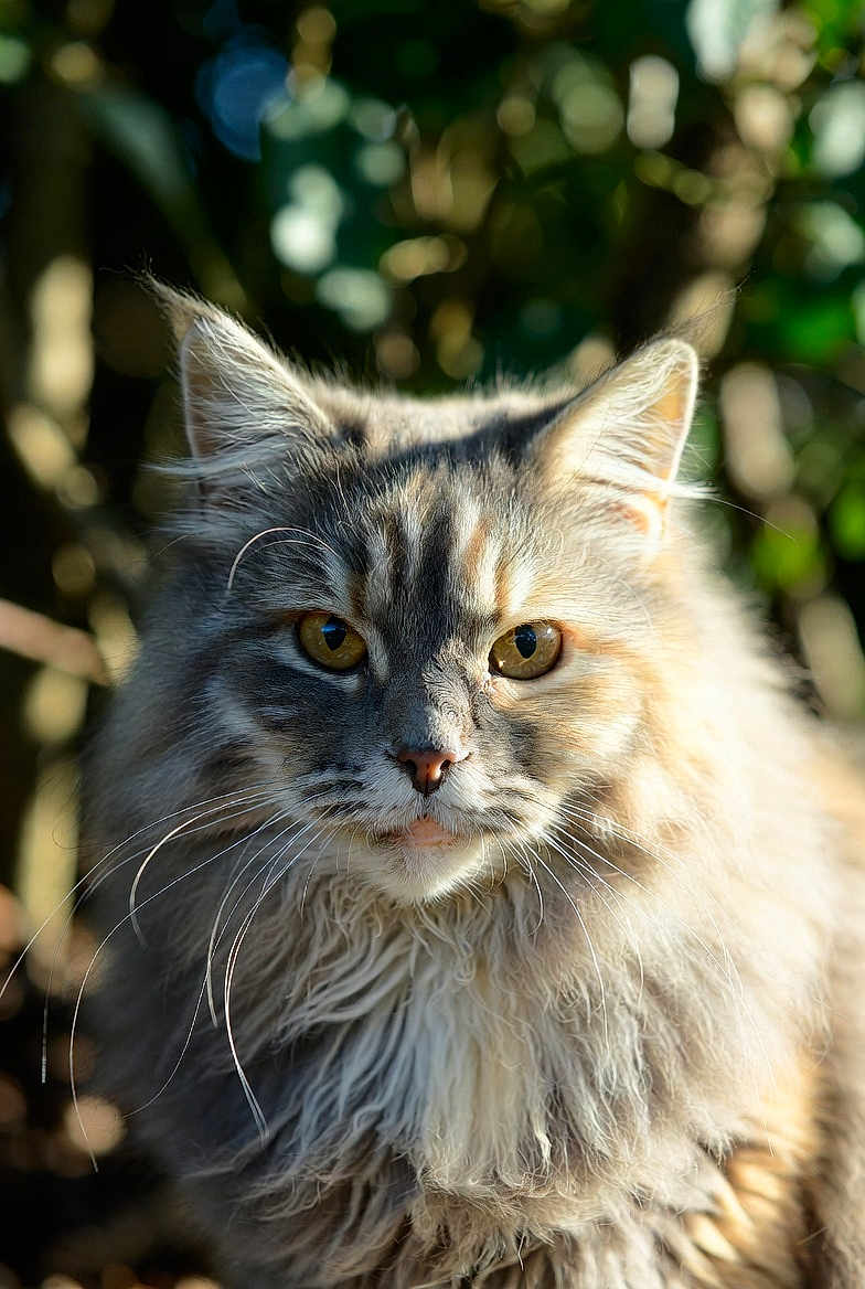 Buddy participe au concours pour gagner de l'argent avec cette photo : cat, fluffy, portrait, animal, feline, outdoor, nature, whiskers, ears, eyes, fur, closeup, mammal, pet, wildlife, sunlight, soft, majestic, focus, background_blur