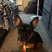 Zoey is registered to the contest to win money with this photo: dog, french_bulldog, tie, carpet, bed, bedding, fan, furniture, indoor, pet, animal, ears, looking, brown, black, sitting, room, cozy, home, floor