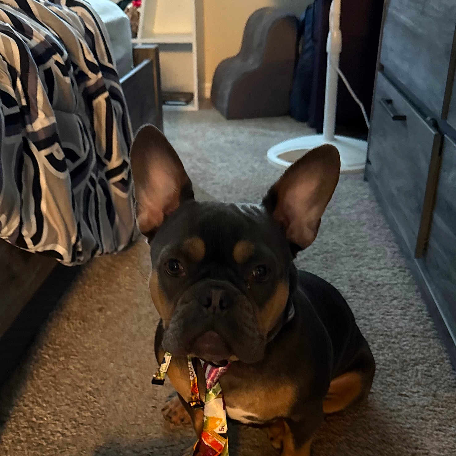 Zoey is registered to the contest to win money with this photo: animal, bed, bedding, black, brown, carpet, cozy, dog, ears, fan, floor, french_bulldog, furniture, home, indoor, looking, pet, room, sitting, tie