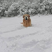 Orion participe au concours pour gagner de l'argent avec cette photo : dog, golden_retriever, snow, winter, outdoor, animal, pet, fur, nature, cold, white, forest, landscape, snowy_bushes, canine, mammal, portrait, happy, playful, daylight