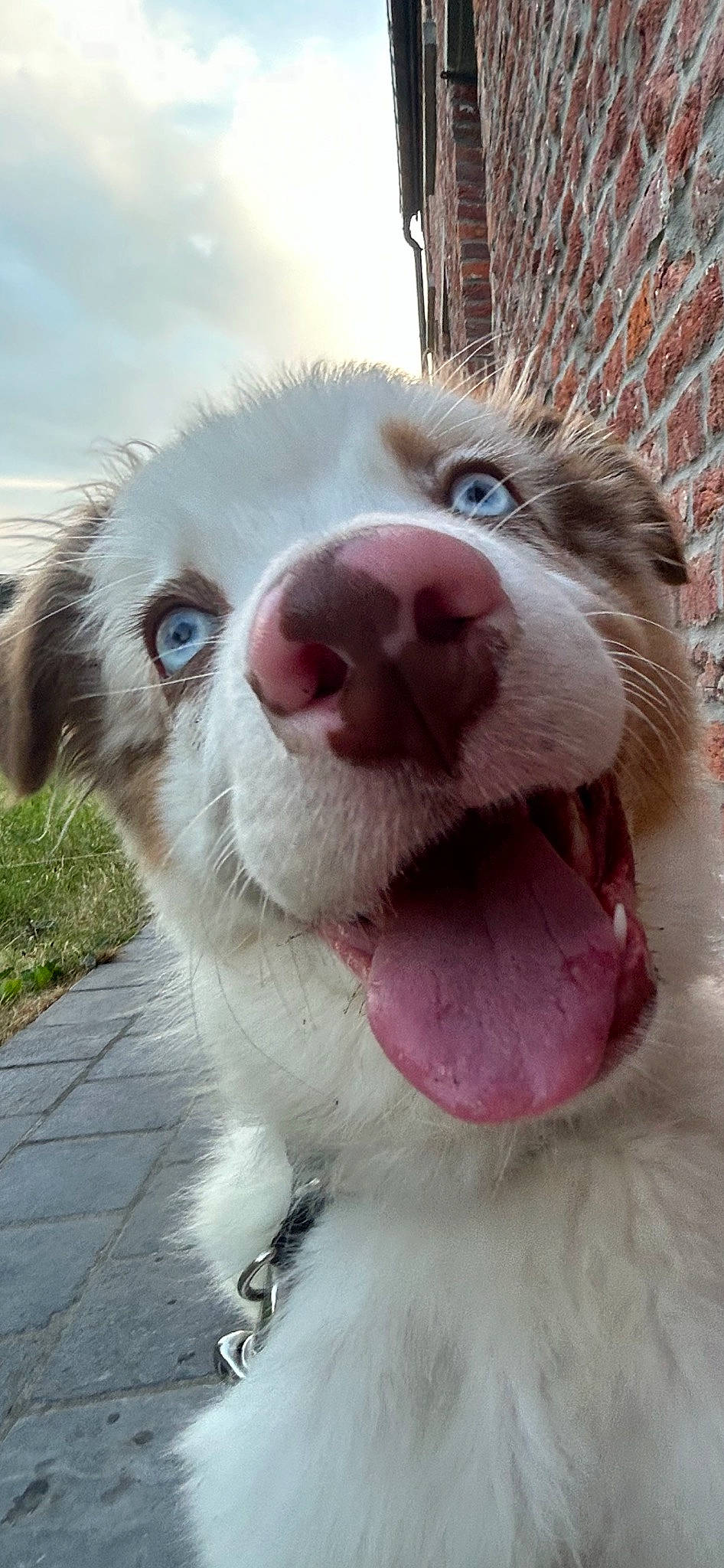 Ice a rejoint le concours — aidez-le/la à gagner de superbes lots ! canidae, carnivore, collar, companion_dog, dog, dog_breed, fang, fawn, felidae, fence, fur, jaw, paw, sky, smile, snout, sporting_group, terrestrial_animal, whiskers, working_animal