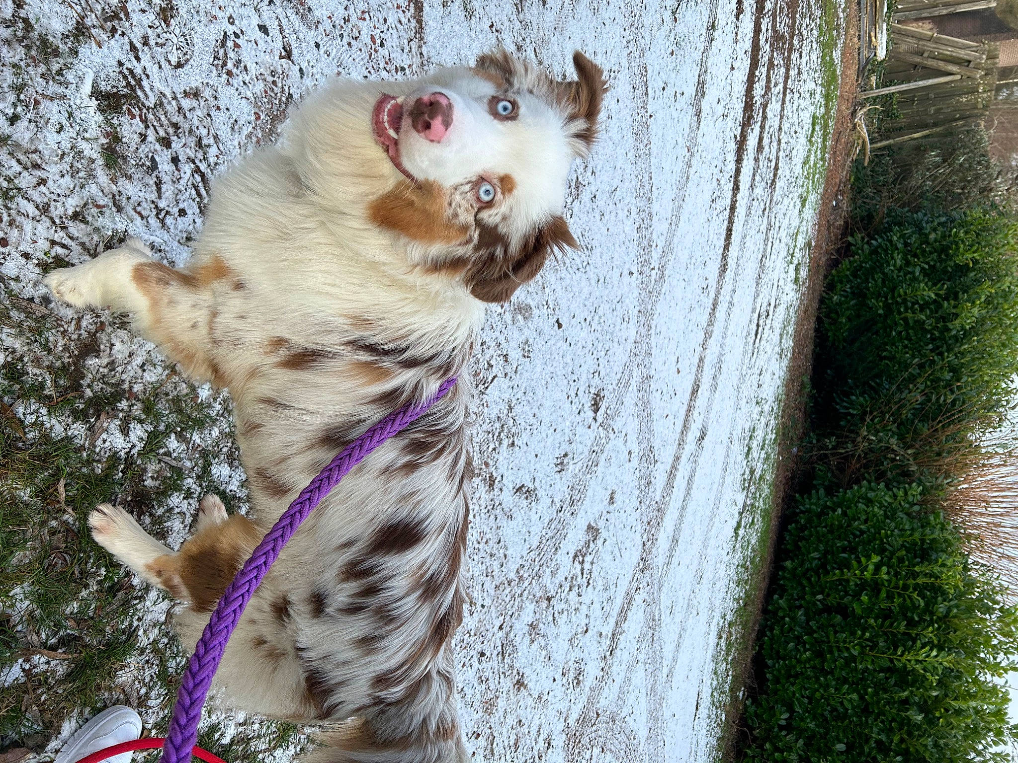 Ice a rejoint le concours — aidez-le/la à gagner de superbes lots ! carnivore, collar, companion_dog, dog, dog_breed, fawn, felidae, fur, grass, plant, small_to_medium_sized_cats, snout, sporting_group, tail, terrestrial_animal, tree, trunk, twig, whiskers, wood