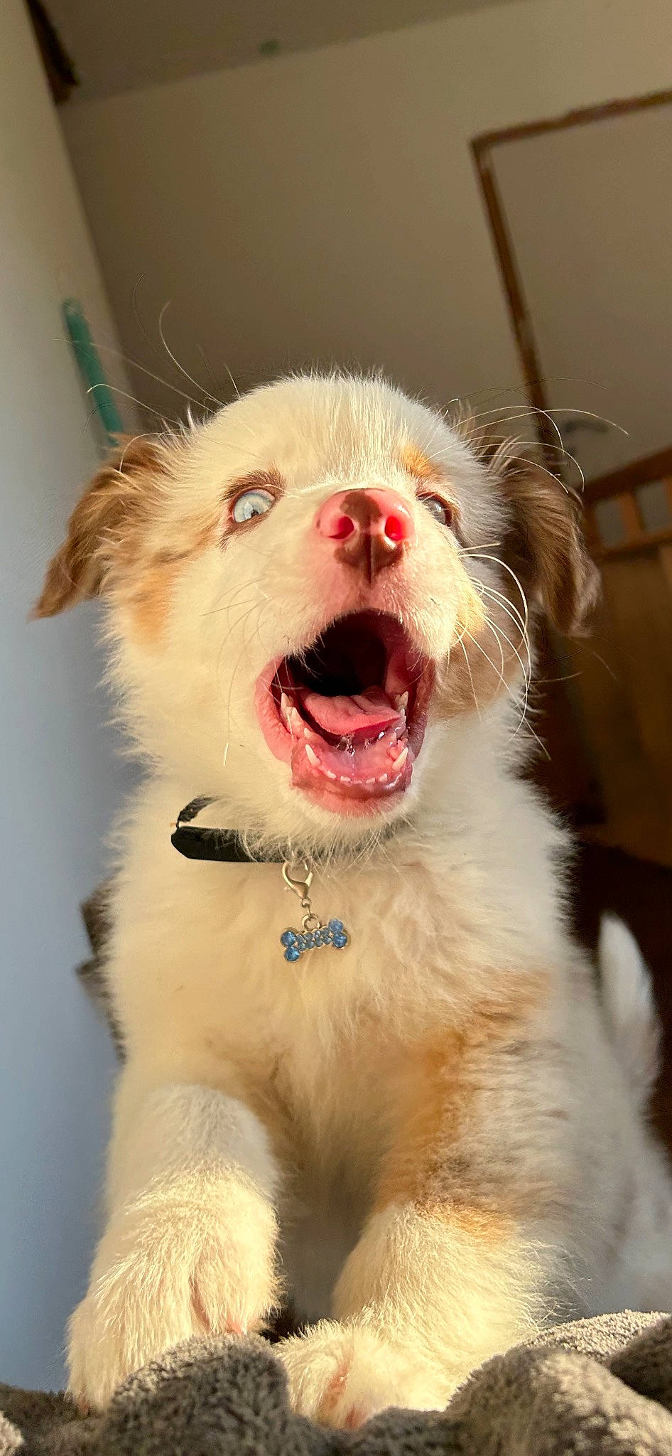 Ice a rejoint le concours — aidez-le/la à gagner de superbes lots ! carnivore, companion_dog, dog, dog_breed, fang, fawn, foot, fur, happy, jaw, paw, shout, snout, sporting_group, terrestrial_animal, tongue, tooth, whiskers, working_animal, yawn