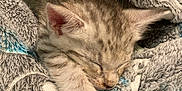 Sunny is registered to the contest to win money with this photo: kitten, sleeping, cat, furry, paw, blanket, cozy, closeup, resting, cute, animal, pet, soft, indoor, fur, whiskers, peaceful, domestic, young, snuggled