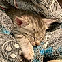 kitten, sleeping, cat, furry, paw, blanket, cozy, closeup, resting, cute, animal, pet, soft, indoor, fur, whiskers, peaceful, domestic, young, snuggled
