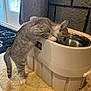 Sunny is registered to the contest to win money with this photo: cat, kitten, drinking, water_bowl, indoor, gray_tabby, curious, pet, raised_bowl, carpet, door, window, curtain, wall, floor, animal, feline, young, domestic, standing