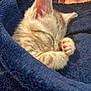 kitten, sleeping, paw, blanket, cozy, fur, closeup, soft, nap, cute, animal, pet, resting, comfort, indoor, mammal, warm, feline, relaxation, snuggle
