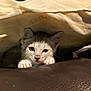 kitten, cat, animal, pet, blanket, paws, leather, curious, indoors, cute, feline, young, whiskers, ears, face, resting, cozy, comfort, small, claws