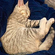 Sunny joined the competition — help win amazing prizes! cat, kitten, sleeping, gray_tabby, striped, fur, whiskers, ears, tail, paws, blanket, blue_blanket, cozy, resting, domestic_cat, pet, animal, cute, soft, indoor