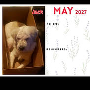 Jack is registered to the contest to win money with this photo: dog, cardboard_box, pet, indoor, brown, white, calendar, may, 2027, text_overlay, lavender, flowers, planner, to_do, reminders, soft_lighting, blur, cozy, resting, named_jack