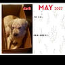 dog, cardboard_box, pet, indoor, brown, white, calendar, may, 2027, text_overlay, lavender, flowers, planner, to_do, reminders, soft_lighting, blur, cozy, resting, named_jack