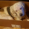 Jack joined the competition — help win amazing prizes! dog, cardboard_box, pet, indoor, brown, white, sleepy, cozy, animal, fur, domestic_animal, resting, cute, medium_size, home, relaxed, box, furniture, floor, companion