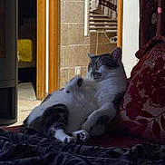 Fleur participe au concours pour gagner de l'argent avec cette photo : cat, indoor, relaxing, couch, pillow, home, pet, feline, cozy, resting, sleepy, tabby, white, fur, paw, tiled_wall, blanket, curtain, doorway, radiator