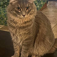 Caesar is registered to the contest to win money with this photo: cat, fluffy, gray, sitting, indoor, pet, whiskers, fur, curious, animal, feline, closeup, household, cozy, cushion, floor, domestic, portrait, tabby, relaxed