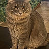 cat, fluffy, gray, sitting, indoor, pet, whiskers, fur, curious, animal, feline, closeup, household, cozy, cushion, floor, domestic, portrait, tabby, relaxed
