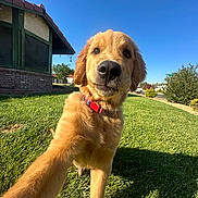 Banjo is registered to the contest to win money with this photo: animal, blue_sky, canine, collar, cute, daytime, dog, golden_retriever, grass, greenery, house, mammal, nature, outdoor, pet, playing, puppy, sunny, yard, young_dog