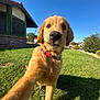 animal, blue_sky, canine, collar, cute, daytime, dog, golden_retriever, grass, greenery, house, mammal, nature, outdoor, pet, playing, puppy, sunny, yard, young_dog