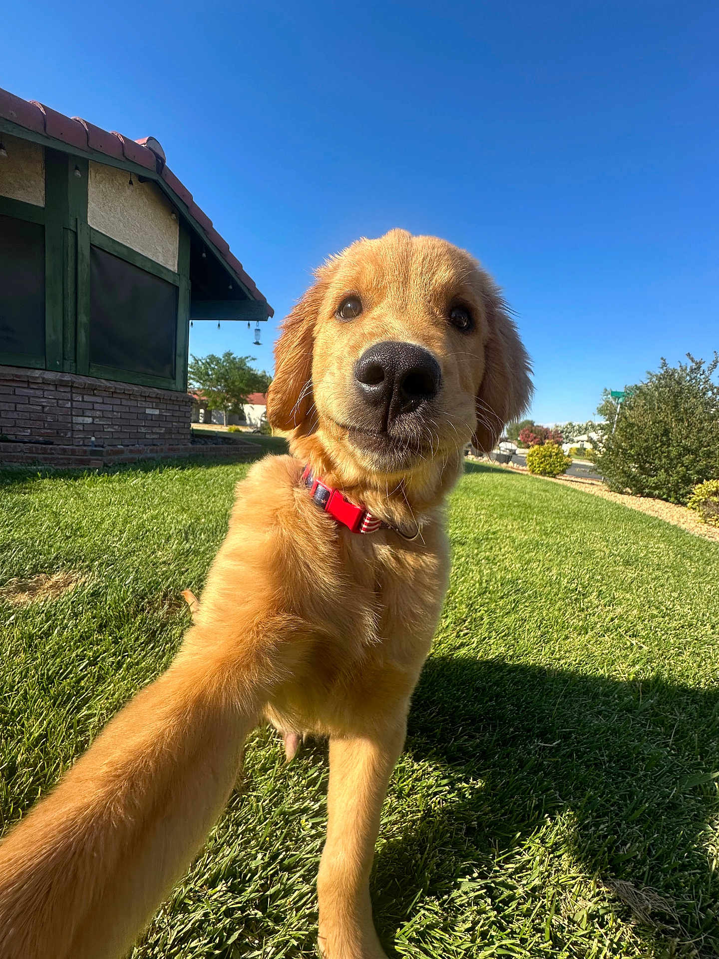 Banjo