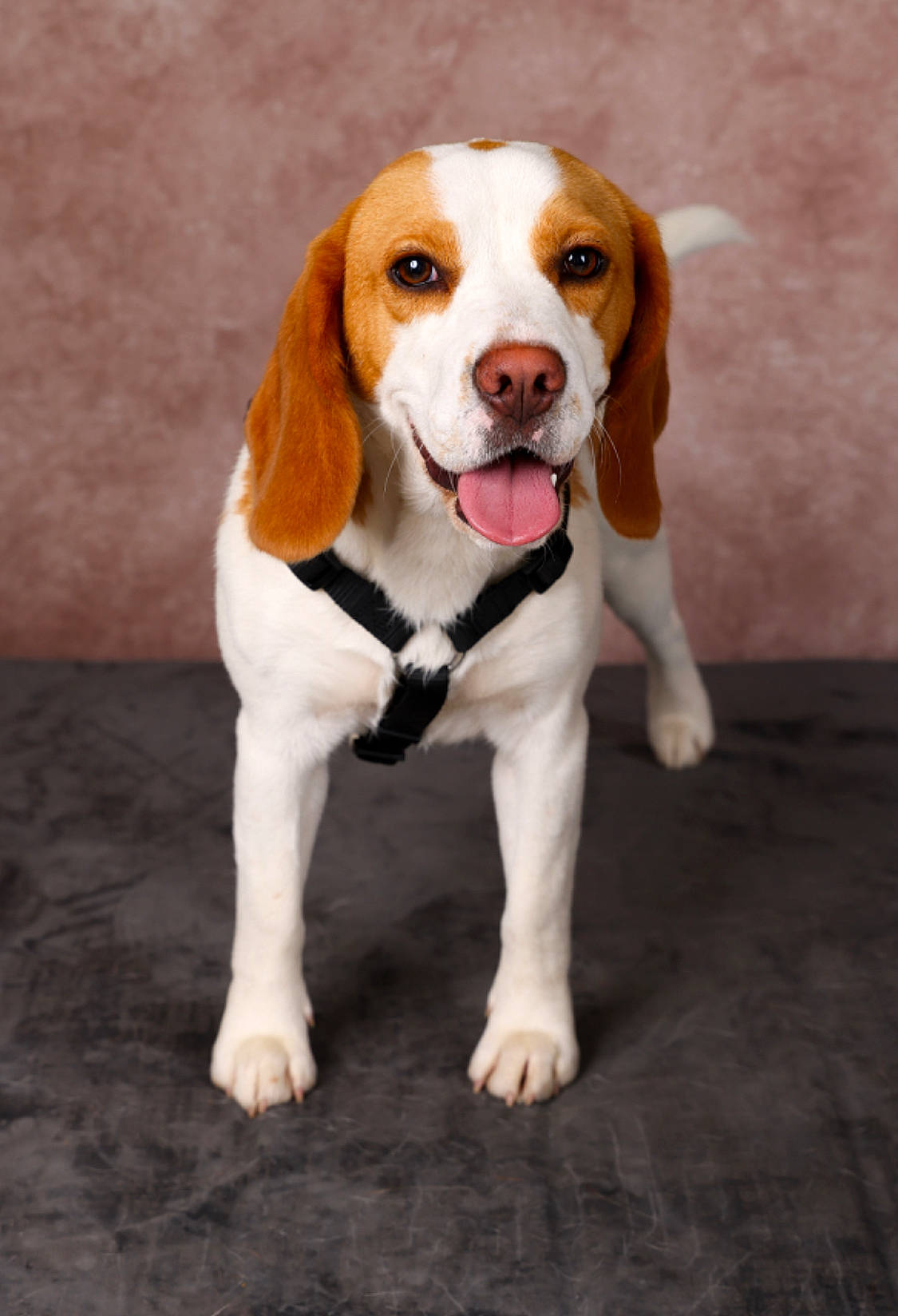 Una participe au concours pour gagner de l'argent avec cette photo : ancient_dog_breeds, ball, beagle, canidae, carnivore, collar, companion_dog, dog, dog_breed, fawn, finnish_hound, hound, hunting_dog, liver, puppy, scent_hound, sporting_group, terrestrial_animal, toy, whiskers