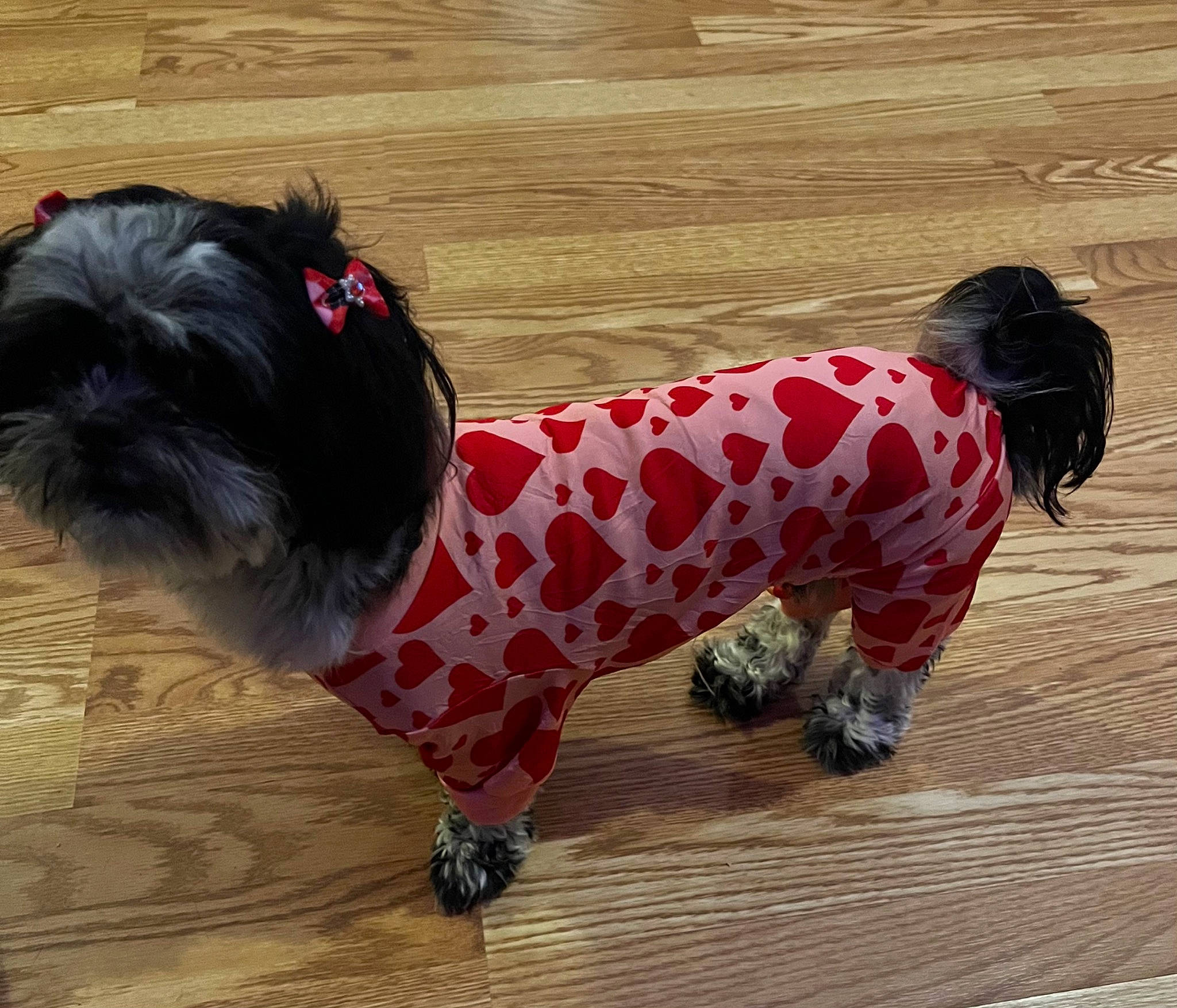 Paisley joined the competition — help win amazing prizes! carnivore, collar, companion_dog, dog, dog_breed, dog_clothes, dog_collar, dog_supply, fawn, flooring, hardwood, pattern, pet_supply, sleeve, snout, sporting_group, tail, toy_dog, wood, working_animal