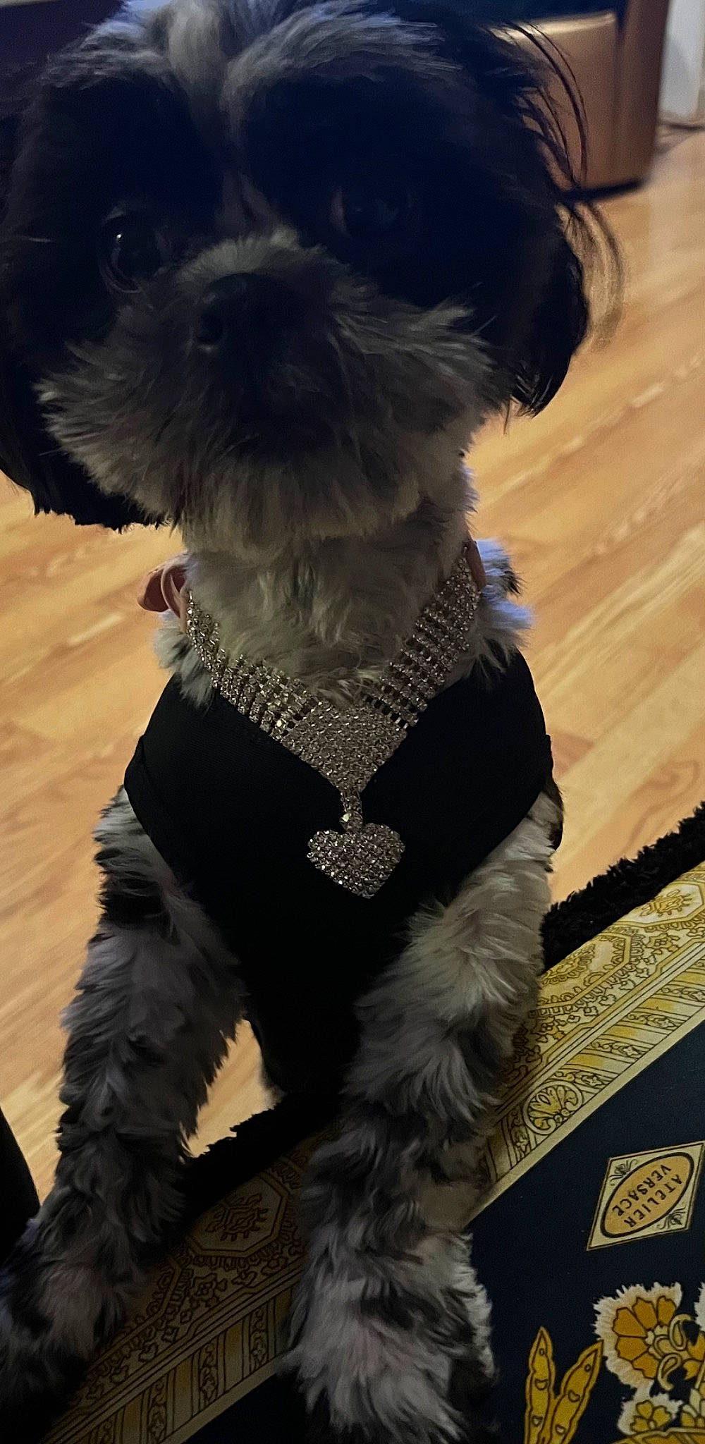 Paisley joined the competition — help win amazing prizes! bow_tie, canidae, carnivore, collar, companion_dog, dog, dog_breed, dog_clothes, dog_collar, dog_supply, fashion_accessory, fur, leash, pet_supply, small_terrier, snout, sporting_group, terrier, toy_dog, working_animal