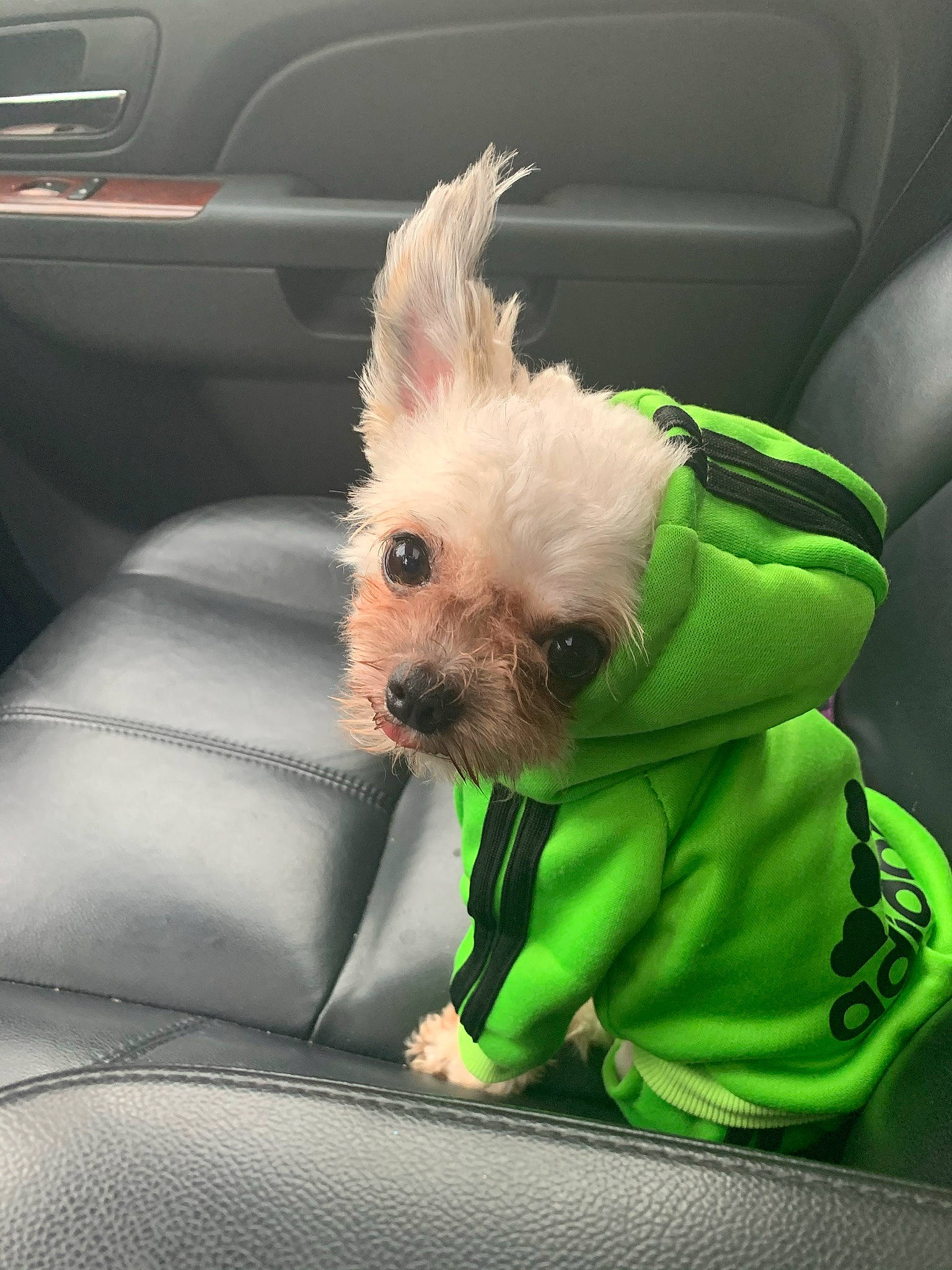Saucey joined the competition — help win amazing prizes! automotive_exterior, canidae, car, car_seat_cover, carnivore, companion_dog, dog, dog_breed, dog_clothes, dog_collar, dog_supply, fawn, fur, small_terrier, snout, sporting_group, stuffed_toy, toy_dog, vehicle, working_animal