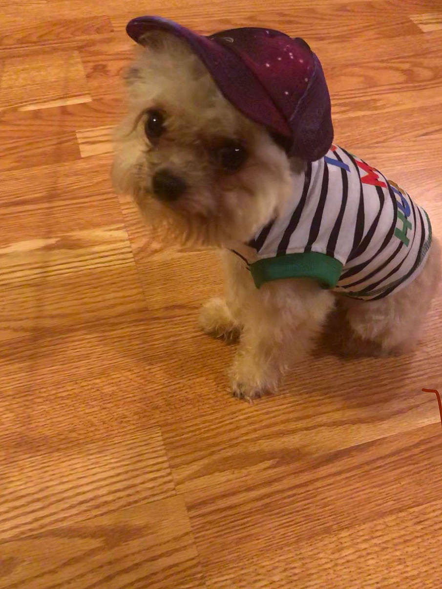 Saucey is registered to the contest to win money with this photo: canidae, carnivore, companion_dog, dog, dog_breed, dog_clothes, dog_supply, fawn, floor, flooring, hardwood, pet_supply, small_terrier, snout, sporting_group, terrier, toy_dog, wood, wood_stain, working_animal