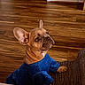 Snoopy is registered to the contest to win money with this photo: dog, french_bulldog, pet, blue_sweater, clothing, sitting, couch, indoors, wood_floor, home, portrait, animal, short-haired, brown_fur, large_ears, alert, looking_at_camera, funny, companion, cozy