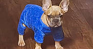 Snoopy joined the competition — help win amazing prizes! dog, french_bulldog, pet, blue_outfit, clothing, standing, wooden_floor, indoor, portrait, animal, ears, short_coat, tan_fur, black_nose, brown_background, cute, fashion, costume, flooring, centered_subject