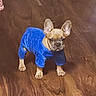 animal, black_nose, blue_outfit, brown_background, centered_subject, clothing, costume, cute, dog, ears, fashion, flooring, french_bulldog, indoor, pet, portrait, short_coat, standing, tan_fur, wooden_floor