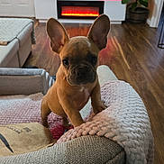 Snoopy joined the competition — help win amazing prizes! dog, french_bulldog, puppy, pet, animal, indoors, living_room, couch, blanket, furniture, fireplace, television, houseplant, hardwood_floor, portrait, sitting, standing, ears, brown_coat, cozy