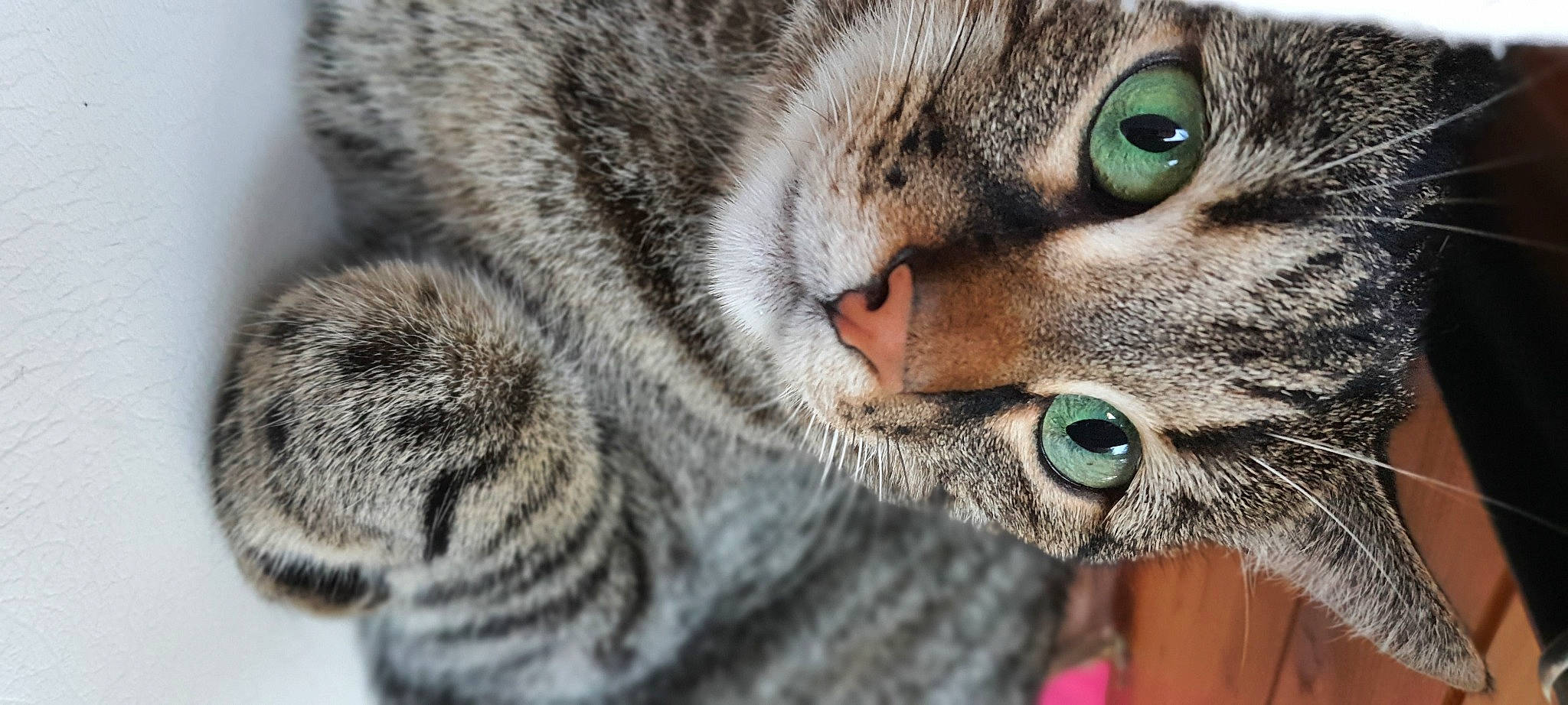 Tipsy a rejoint le concours — aidez-le/la à gagner de superbes lots ! carnivore, cat, close_up, curious, domestic_short_haired_cat, felidae, fur, grass, organism, pattern, paw, photography, small_to_medium_sized_cats, snout, terrestrial_animal, whiskers, wildlife