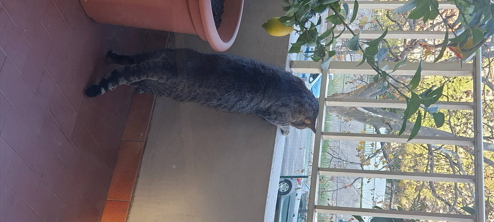 Tipsy participe au concours pour gagner de l'argent avec cette photo : canidae, carnivore, dog_breed, door_mat, flooring, fur, mesh, plant, sporting_group, tail, terrestrial_animal, tree, wood