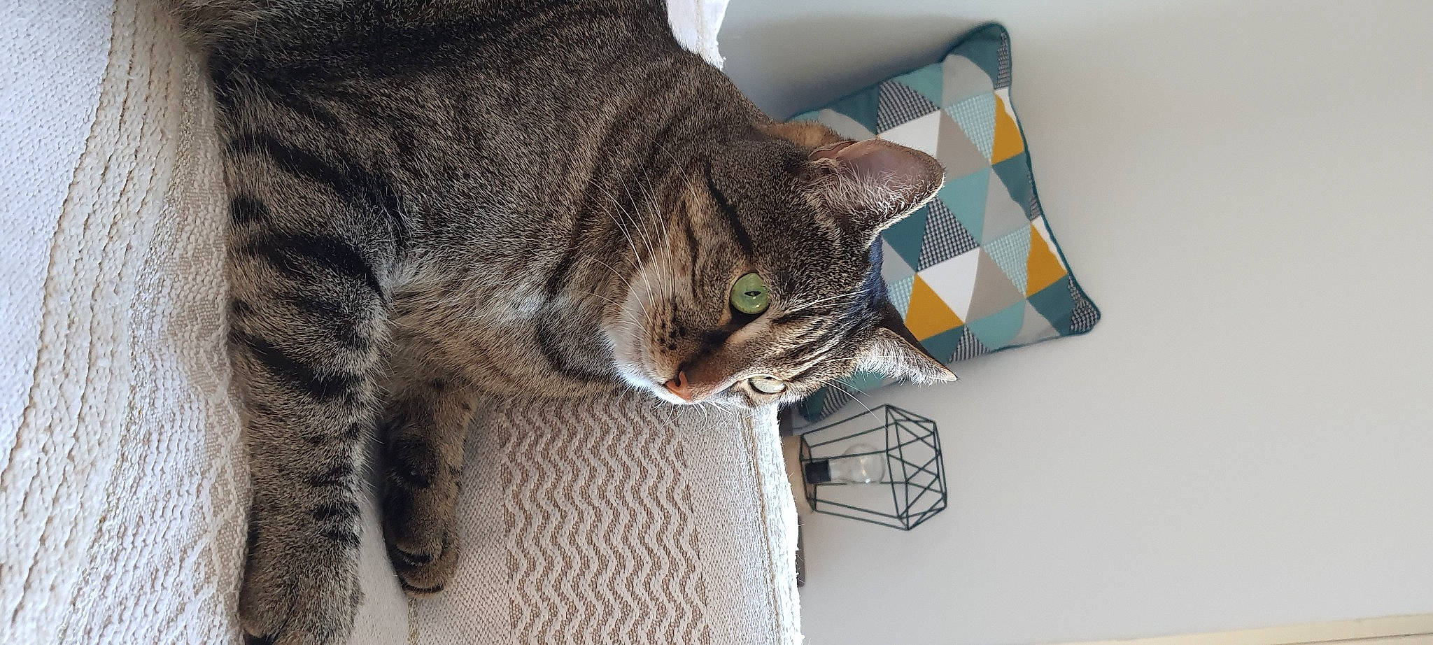 Tipsy participe au concours pour gagner de l'argent avec cette photo : carnivore, cat, claw, comfort, domestic_short_haired_cat, felidae, fur, grey, paw, plant, small_to_medium_sized_cats, snout, tail, terrestrial_animal, tree, whiskers, window