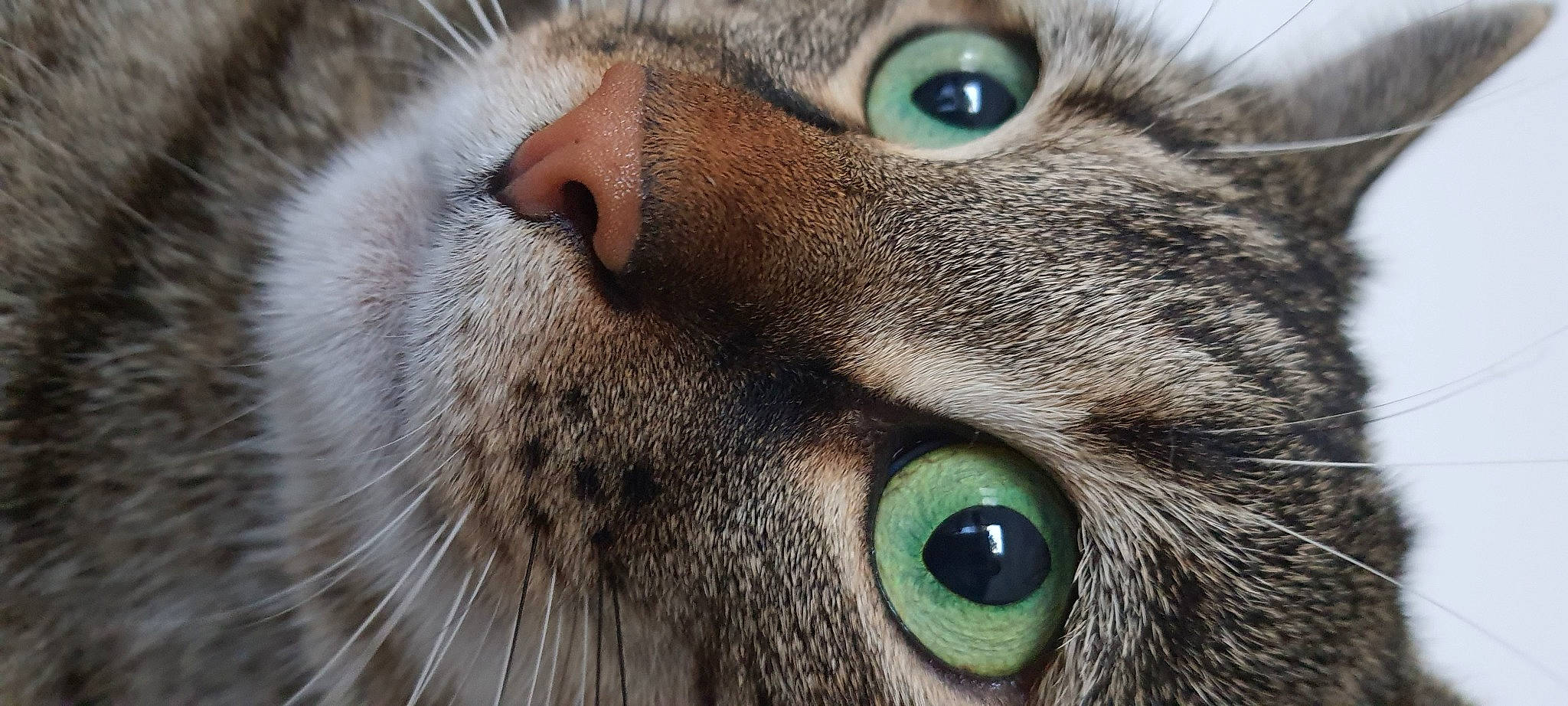 Tipsy a rejoint le concours — aidez-le/la à gagner de superbes lots ! beauty, carnivore, cat, close_up, curious, domestic_short_haired_cat, ear, electric_blue, felidae, fur, iris, mammal, organ, photography, small_to_medium_sized_cats, snout, terrestrial_animal, vertebrate, whiskers, wildlife