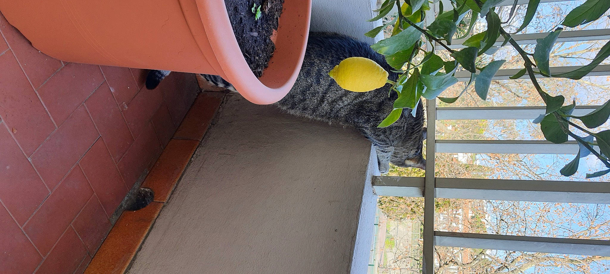 Tipsy participe au concours pour gagner de l'argent avec cette photo : backyard, building, composite_material, concrete, facade, garden, grass, hardwood, herb, house, houseplant, pattern, plant, room, shrub, siding, soil, tints_and_shades, tree, wood