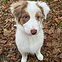 adorable, animal, autumn, brown, canine, cute, dog, ears, eyes, forest_floor, fur, leaves, nature, nose, outdoor, pet, puppy, walking, white, young