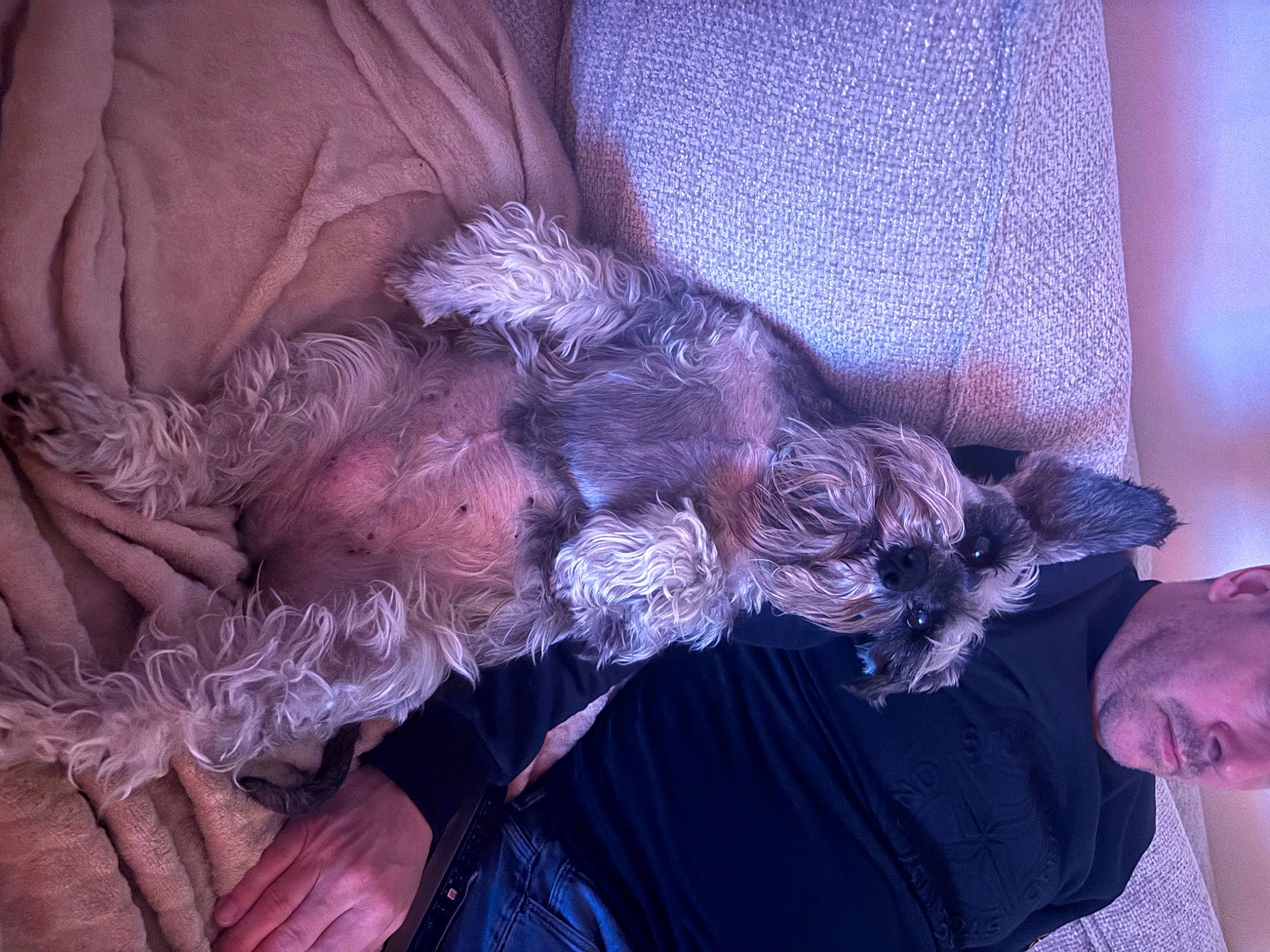 Maggy participe au concours pour gagner de l'argent avec cette photo : canidae, carnivore, comfort, companion_dog, dog, dog_breed, felidae, flesh, fur, liver, nap, purple, small_to_medium_sized_cats, sporting_group, tail, tree