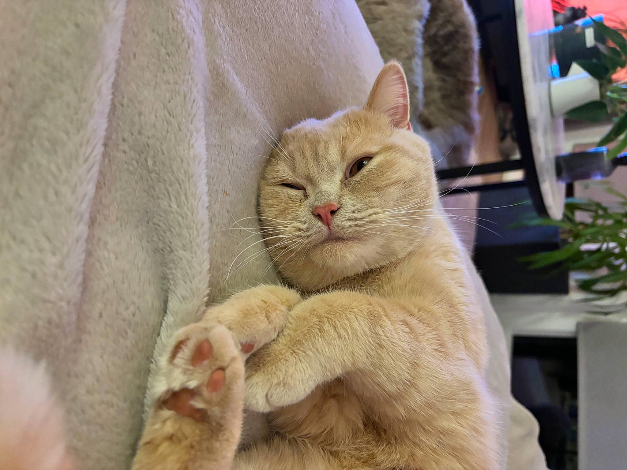 Roméo participe au concours pour gagner de l'argent avec cette photo : carnivore, cat, claw, comfort, domestic_short_haired_cat, fawn, felidae, flowerpot, fur, houseplant, paw, plant, small_to_medium_sized_cats, snout, tail, terrestrial_animal, whiskers, wildlife