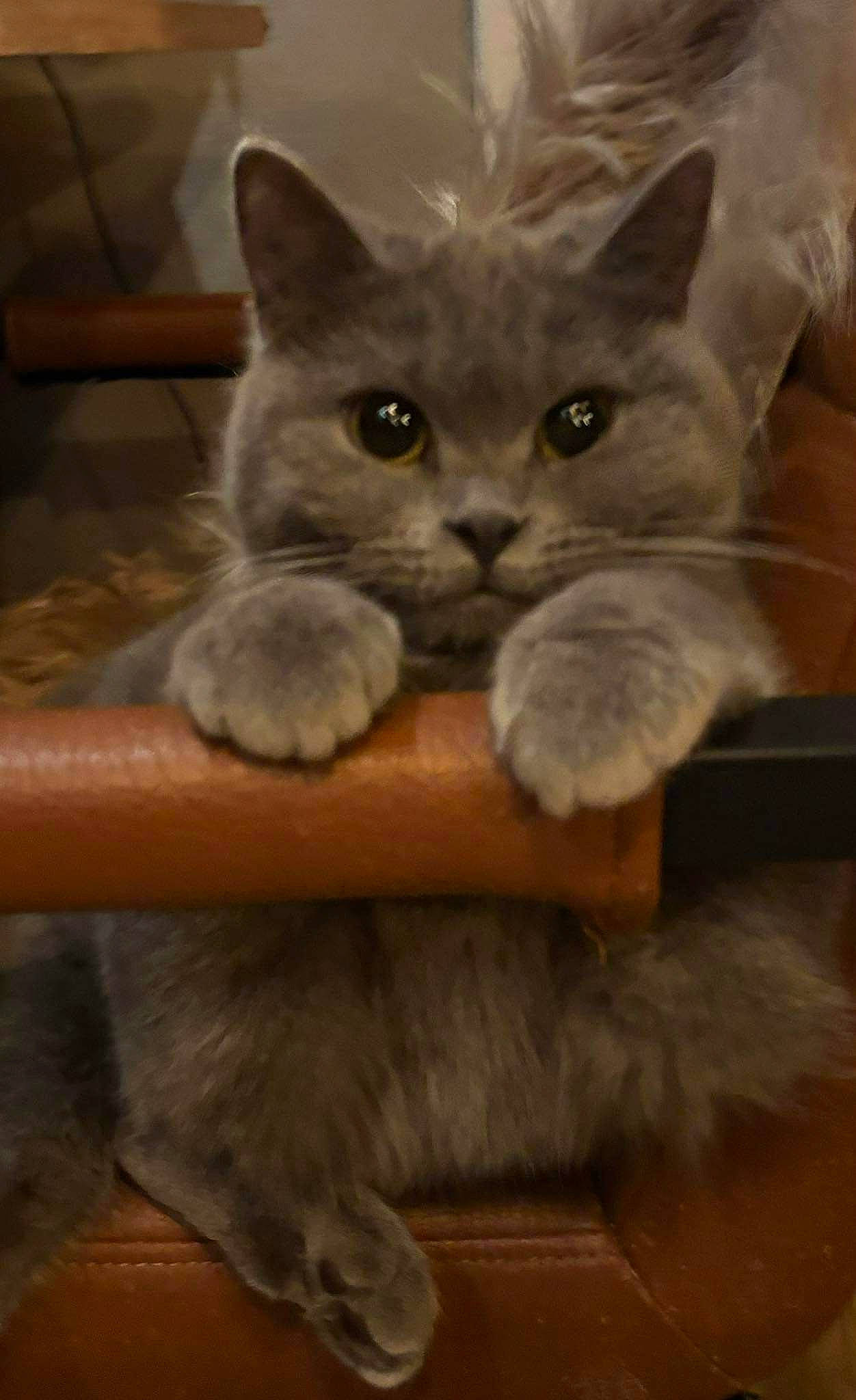 Rosie a rejoint le concours — aidez-le/la à gagner de superbes lots ! carnivore, cat, cat_supply, claw, comfort, domestic_short_haired_cat, fawn, felidae, fur, grey, paw, russian_blue, small_to_medium_sized_cats, snout, tail, whiskers