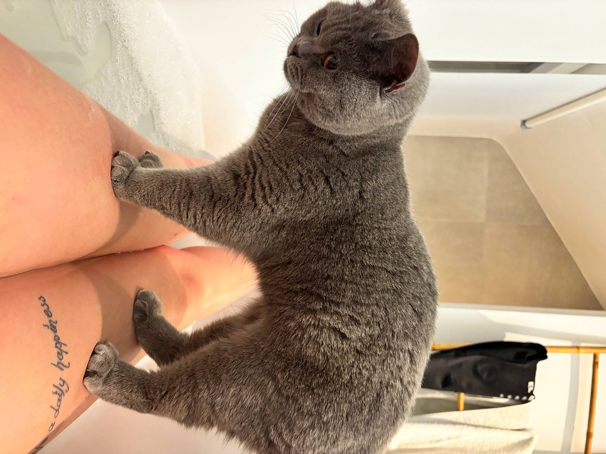 Rosie a rejoint le concours — aidez-le/la à gagner de superbes lots ! carnivore, cat, claw, comfort, domestic_short_haired_cat, fawn, felidae, finger, foot, fur, gesture, human_leg, nail, paw, small_to_medium_sized_cats, tail, terrestrial_animal, toe, whiskers, wrist