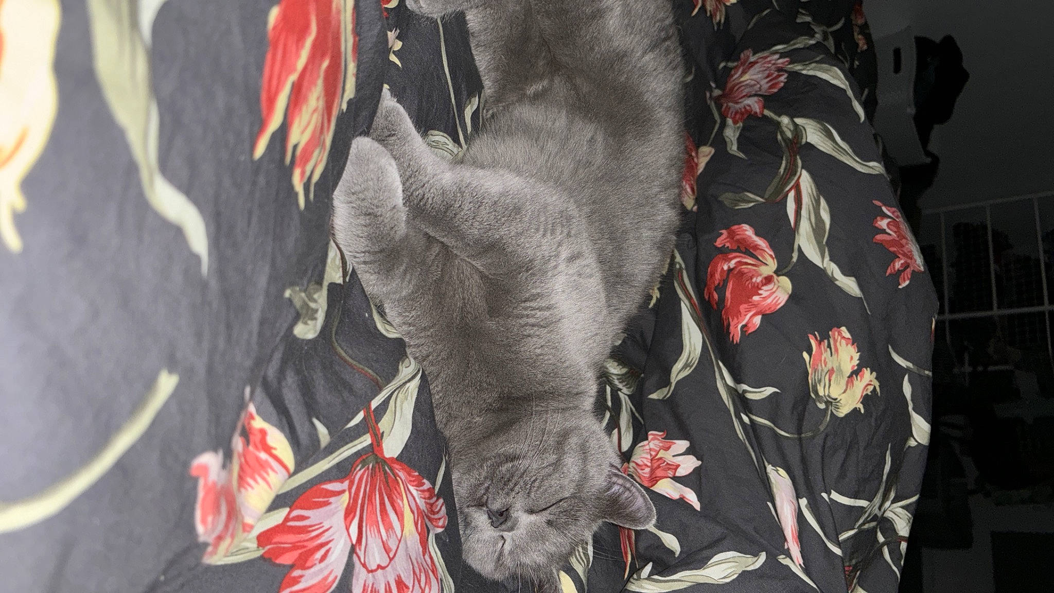 Rosie participe au concours pour gagner de l'argent avec cette photo : art, carmine, domestic_short_haired_cat, elephant, feather, felidae, flower, flowering_plant, fur, grey, petal, plant, red, snout, tail, terrestrial_animal, tree, wildlife, wing, working_animal