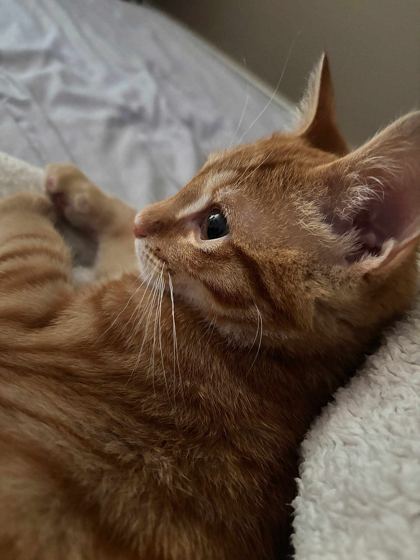 Felix