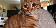 Felix is registered to the contest to win money with this photo: cat, orange_tabby, pet, fleece_blanket, indoor, cozy, animal, fur, whiskers, ears, eyes, face, home_interior, ceiling_fan, window, curtains, furniture, relaxed, close_up, domestic_cat