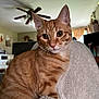 cat, orange_tabby, pet, fleece_blanket, indoor, cozy, animal, fur, whiskers, ears, eyes, face, home_interior, ceiling_fan, window, curtains, furniture, relaxed, close_up, domestic_cat