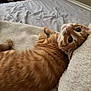 Felix joined the competition — help win amazing prizes! cat, orange_tabby, pet, indoor, blanket, cozy, fur, whiskers, relaxed, cute, animal, mammal, bed, soft, feline, resting, wide_eyes, comfort, home, curious